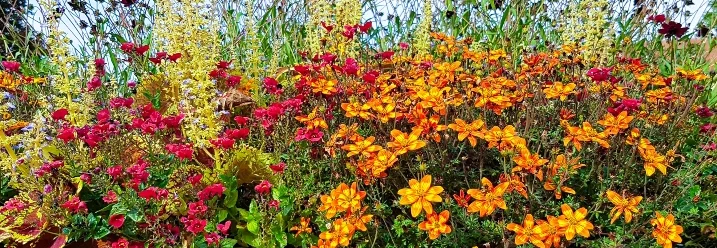 Blumenkasten mit orangen und roten Blumen
